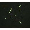 251705 16 boll stellar left eucalyptus forestgreen
