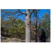 22731 1 nordic pocket saw arborist v2 dsc 1079 scaled bushcraftshop nordic pocket saw 003