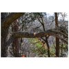 22731 2 nordic pocket saw arborist v2 dsc 1101 scaled bushcraftshop nordic pocket saw 004