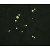 251708 17 boll stellar right eucalyptus forestgreen